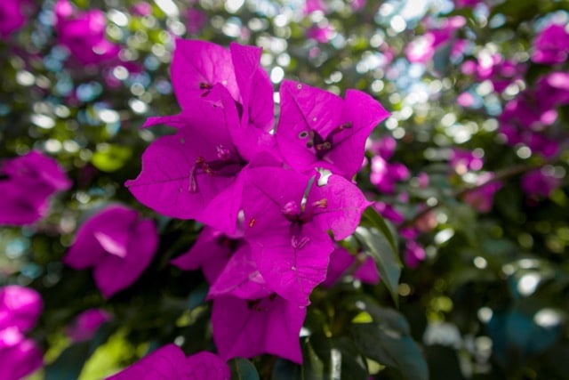 Blooming Pink Bougainvillea Bambino Flower